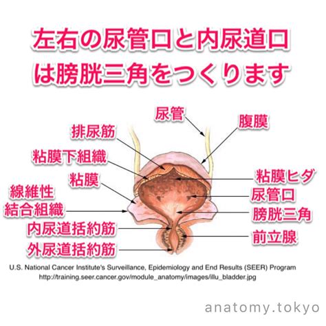 膀胱三角 構成